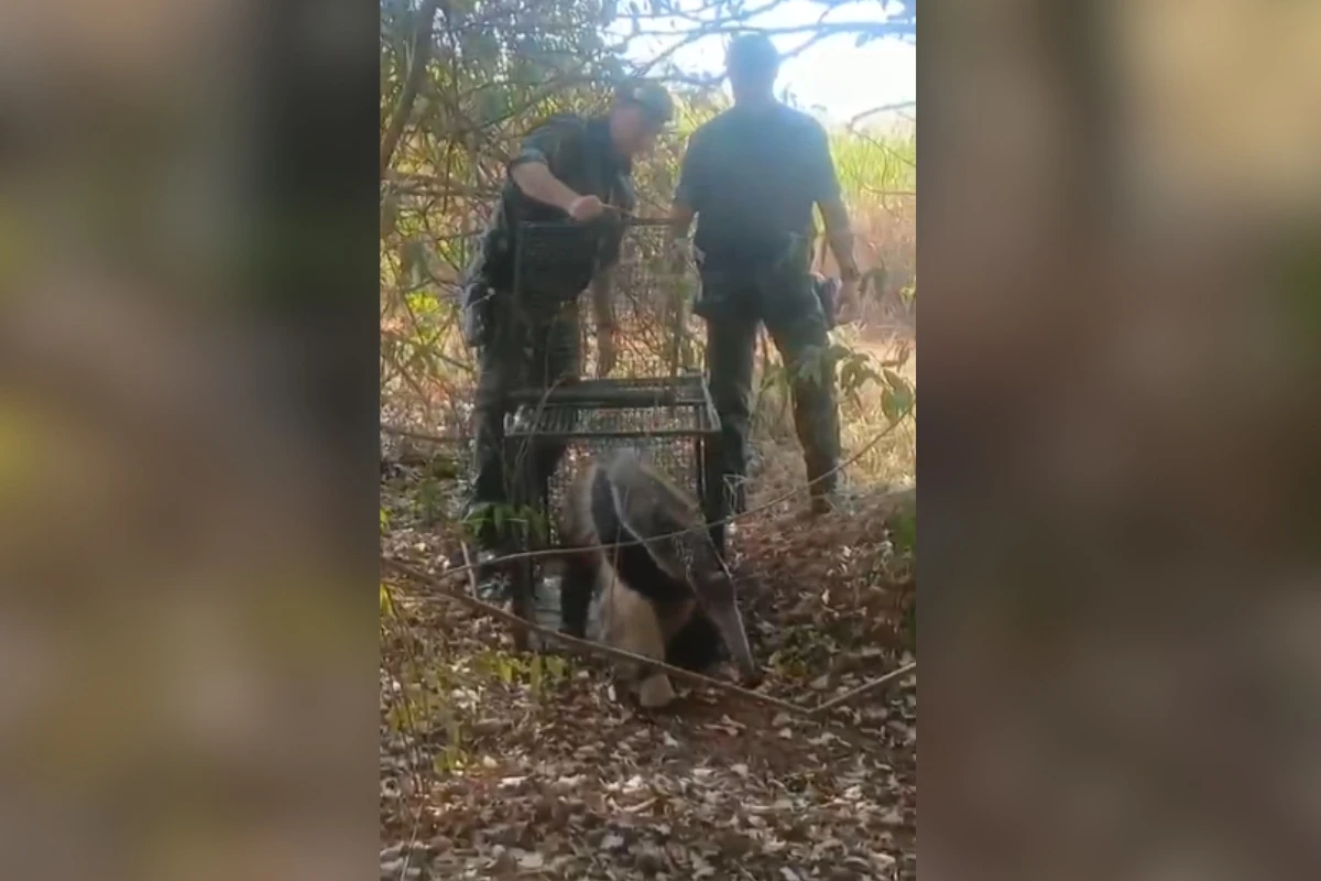 Tamanduá é devolvido à natureza após ser visto andando em cidade. Veja