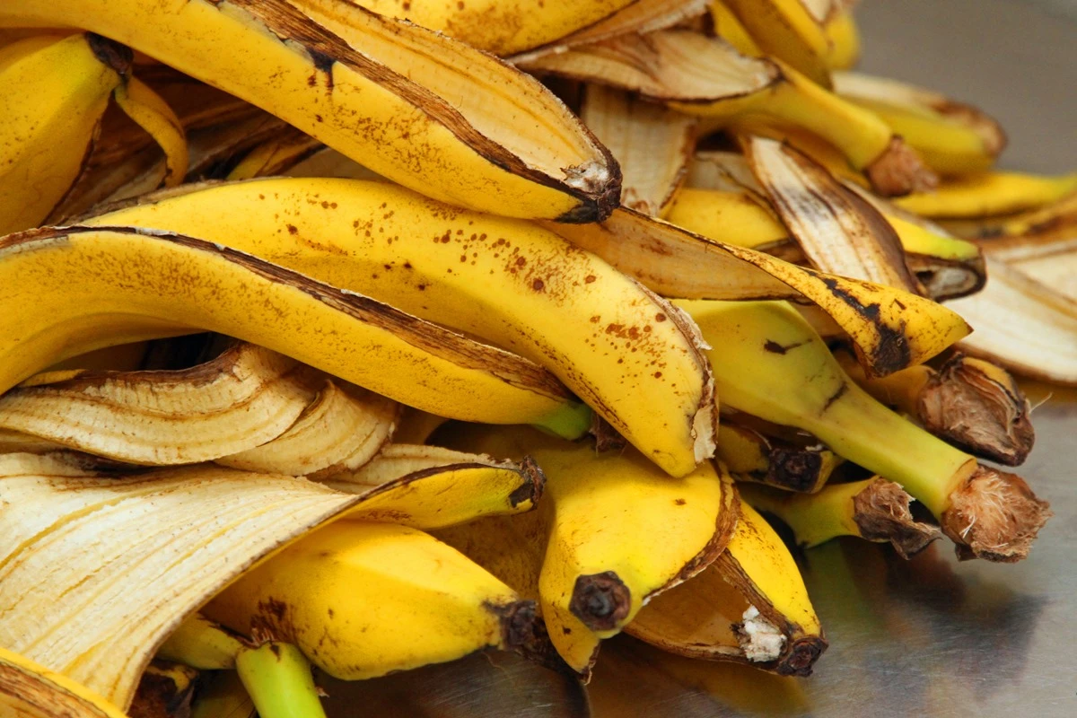 Descoberta científica mantém bananas frescas por mais tempo; entenda