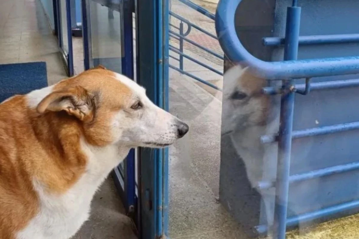 Conheça a história de Silveira, cão “mascote” de universidade no RS