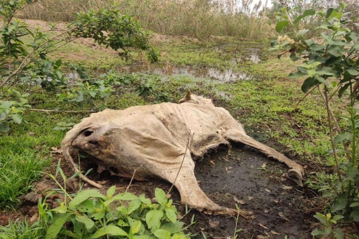 Fazendeiro deixa gado morrer de fome e alega preço baixo para venda