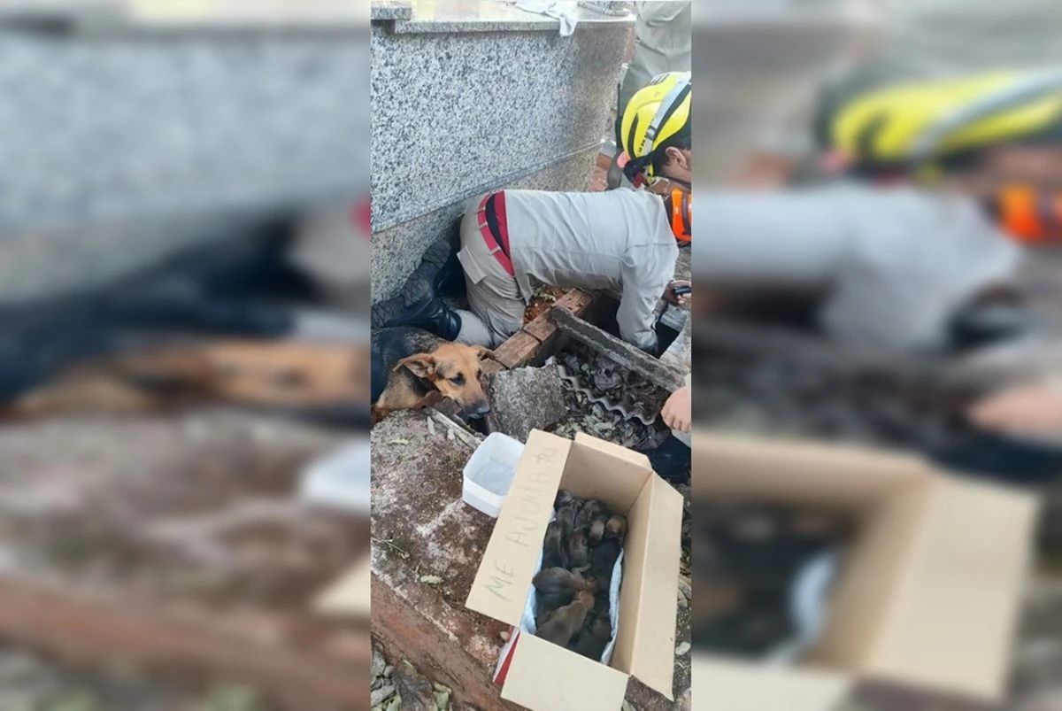 Túmulo vira berçário e cadela dá à luz a 15 filhotinhos em cemitério