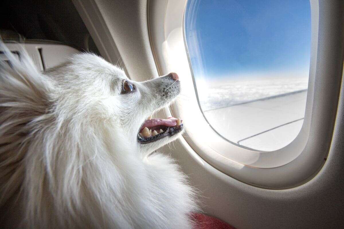 Passageiro é obrigado a ceder lugar em primeira classe para cachorro