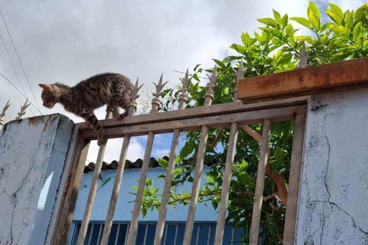 DF: filhote de gato é resgatado com lança de grade cravada no abdômen