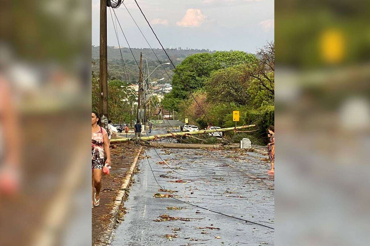 Árvore tombada e poste caído: primeiras chuvas causam estragos no DF