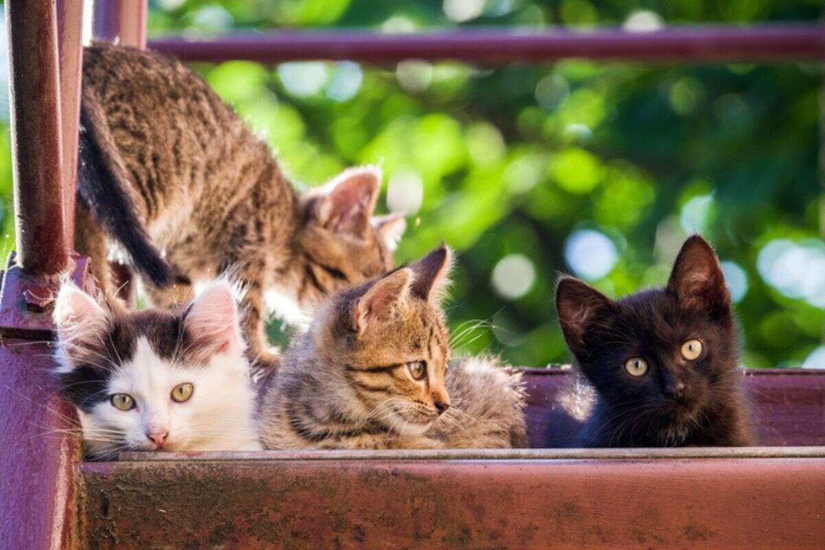 Filhote de gata abandonada é “adotada” por gatos selvagens; veja