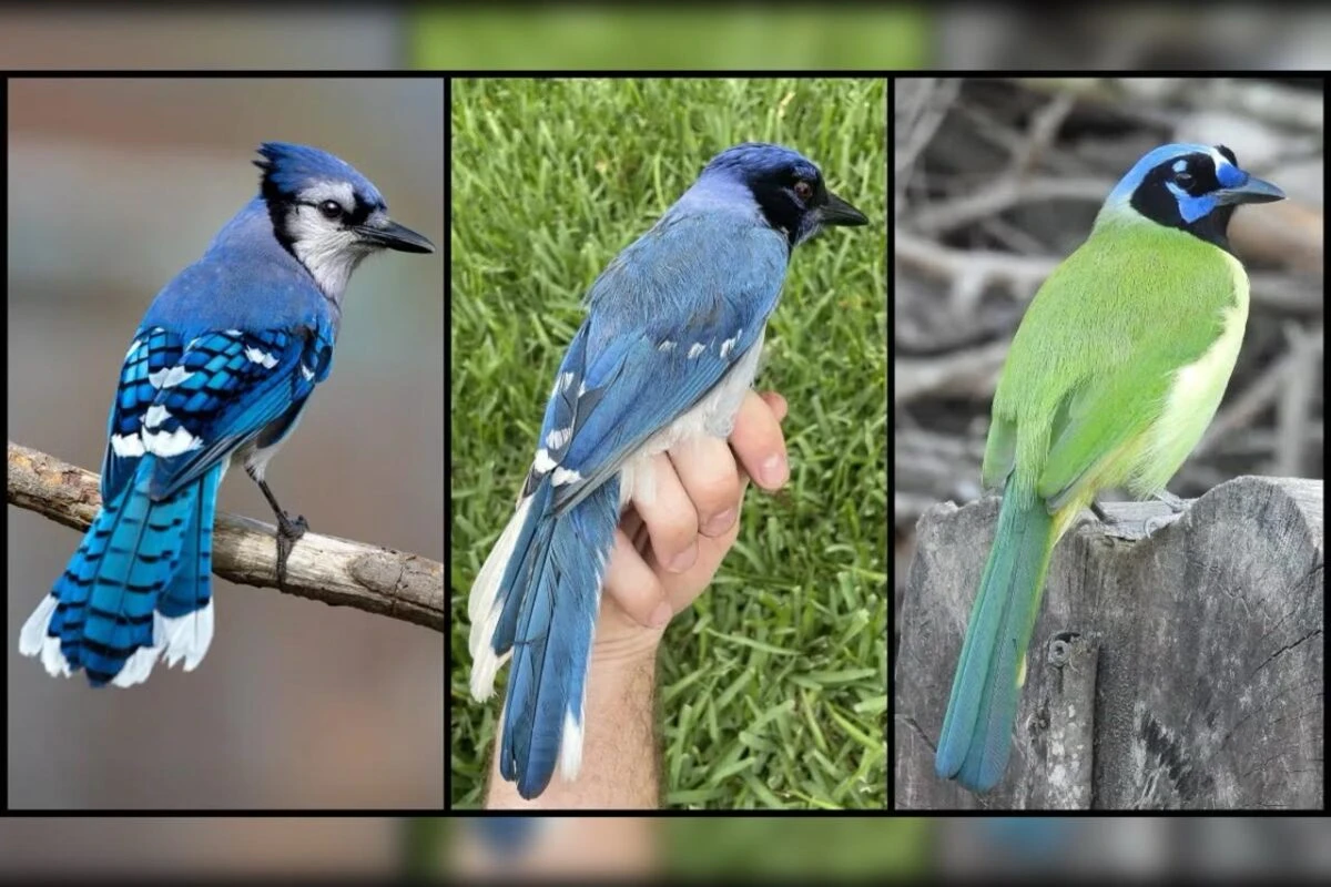 Mudanças climáticas favorecem surgimento de pássaro híbrido raro
