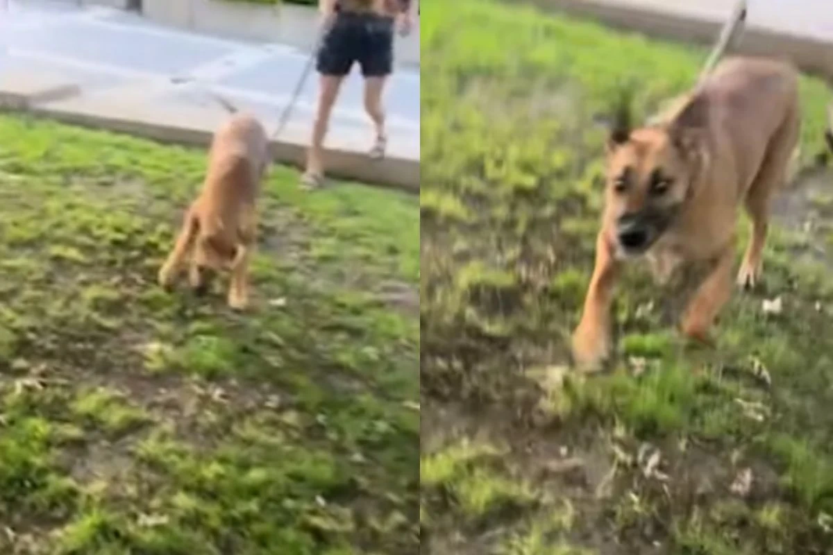 Cachorro reencontra ex de tutor após meses separados e reação viraliza