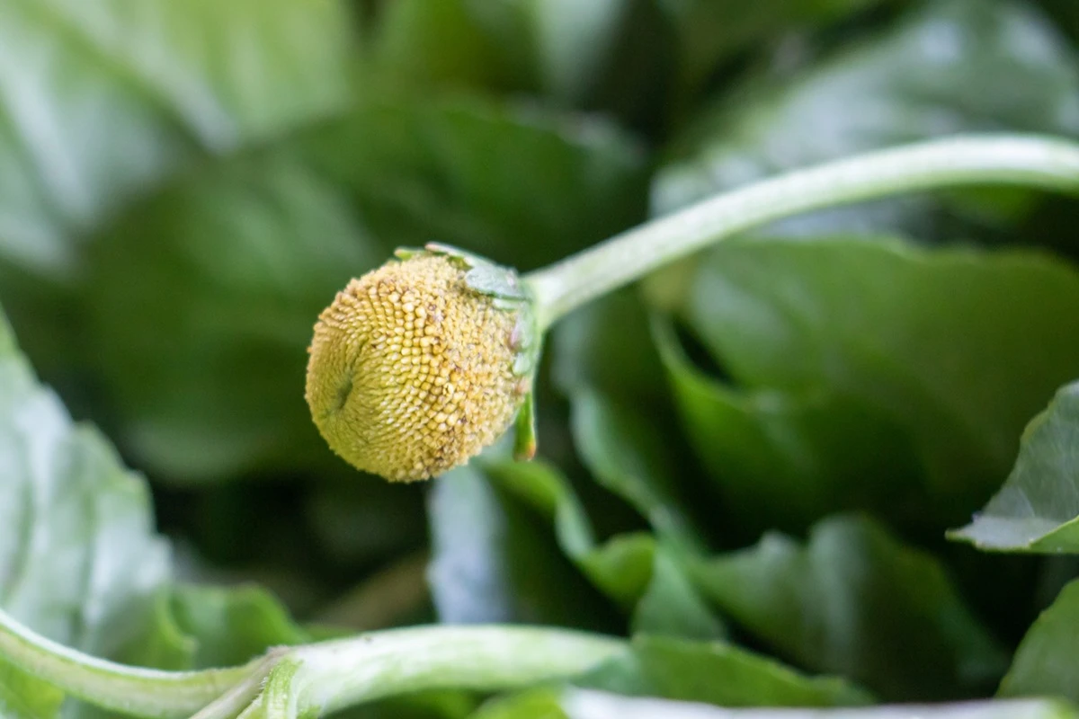 Chá de jambu: conheça os benefícios, efeitos e cuidados com a planta