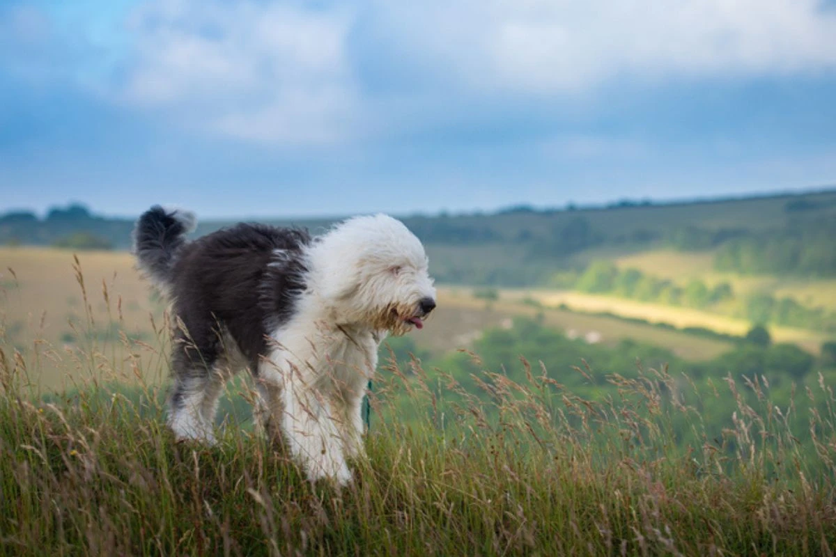 Quatro características dos cães da raça old english sheepdog