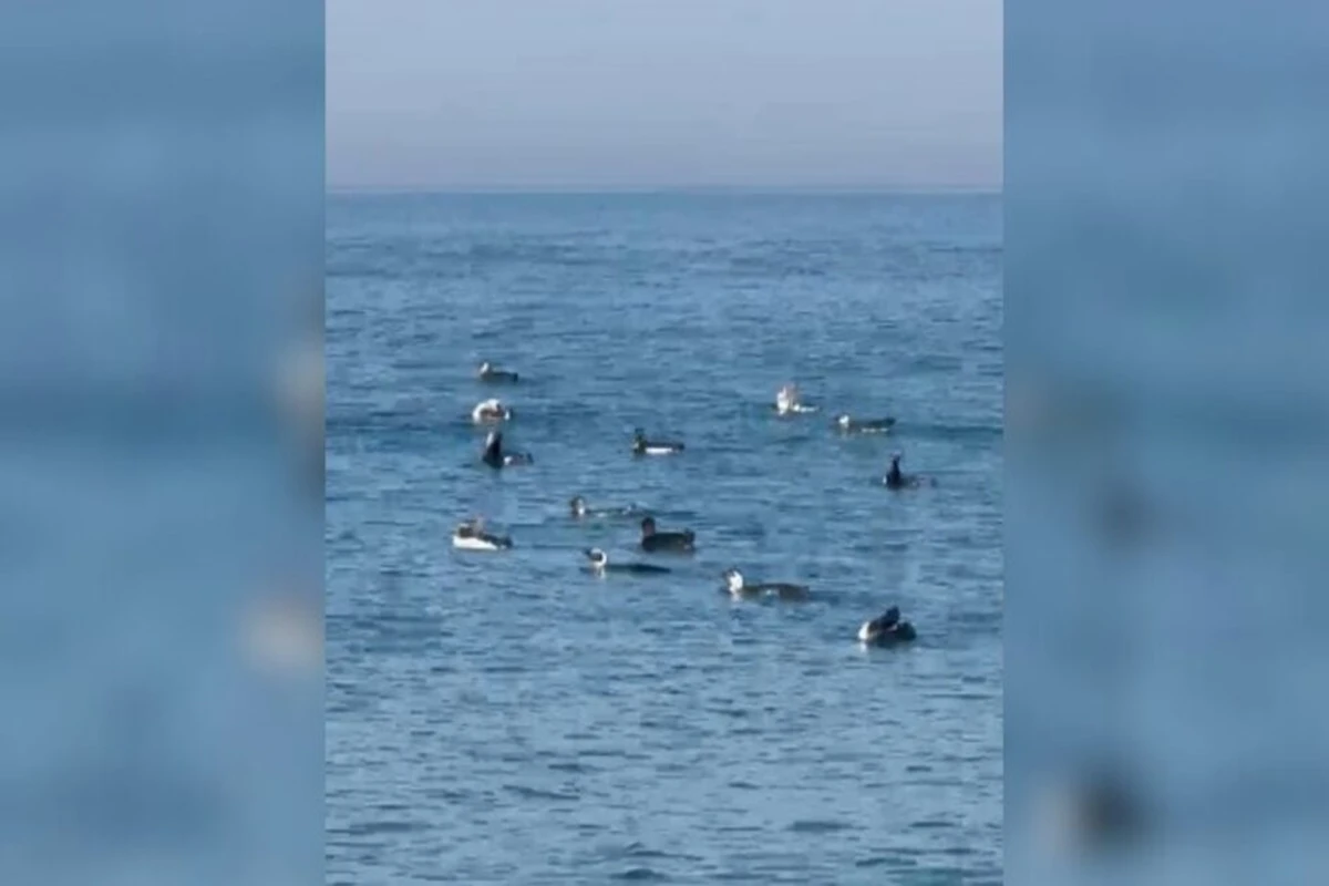 Vídeo: pinguins e botos fazem a festa de banhistas em mar de SC