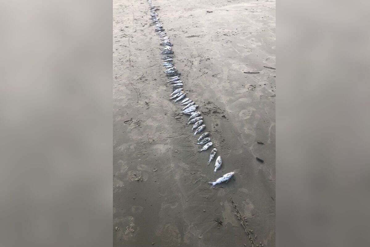 Vídeo: família encontra mais de 200 peixes mortos em praia de SP