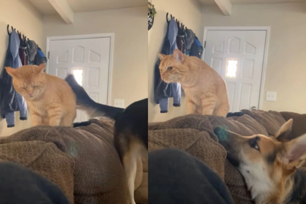Vídeo: cadela tenta conquistar amizade de gato em “relação unilateral”