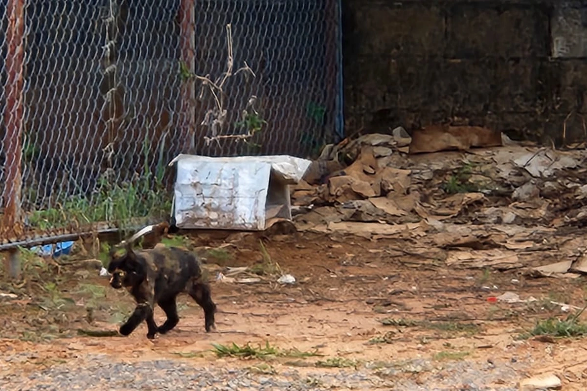 Oito gatos morrem em terreno, e comunidade suspeita de envenenamento
