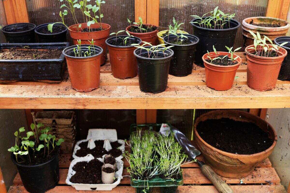 Horta em casa: 5 passos para você cultivar suas plantas