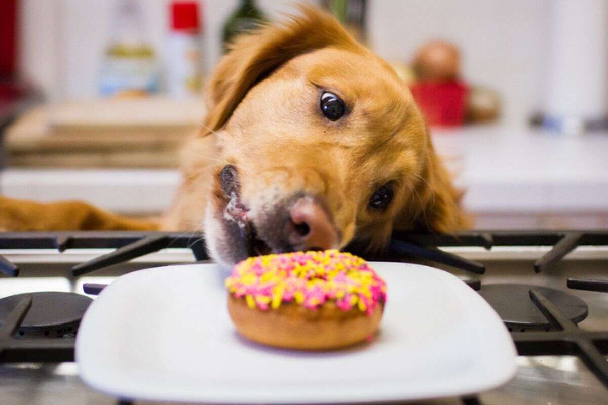 Compulsão alimentar em pets: veja os sinais, causas e como tratar