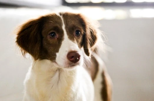 Cães e gatos: 15% da população de rua no DF tem ao menos um pet