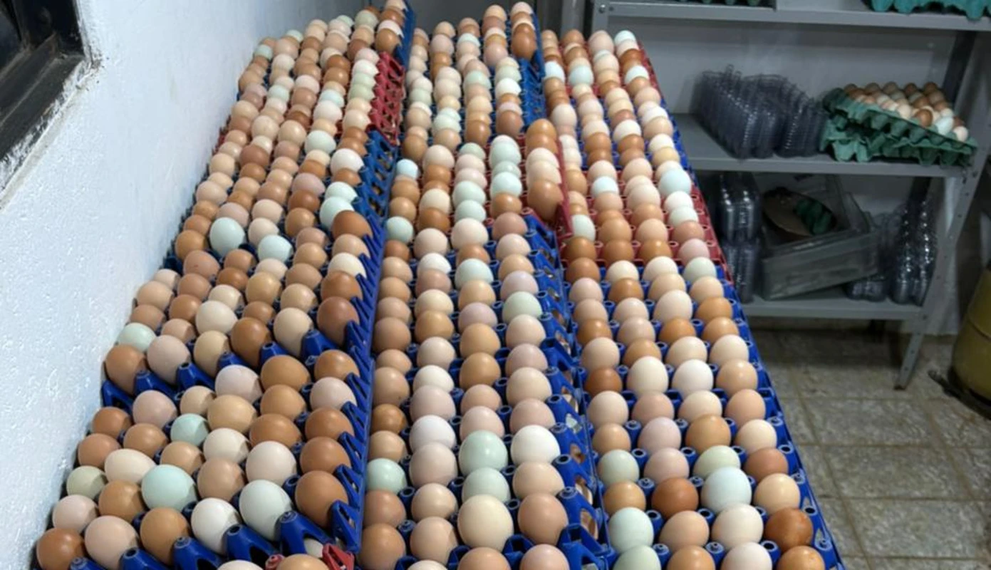 Seagri flagra ratos em meio a mil ovos que seriam vendidos no Lago Sul
