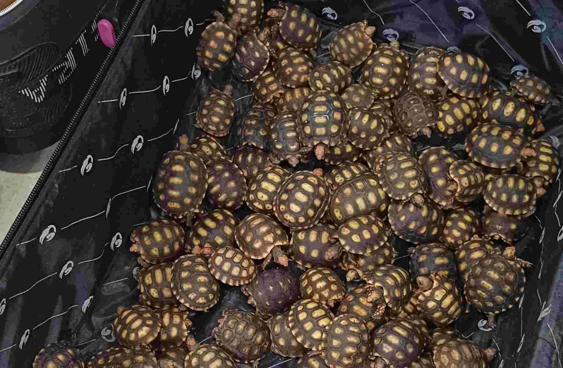 PRF flagra homem com 600 filhotes de jabutis dentro de mala. Vídeo