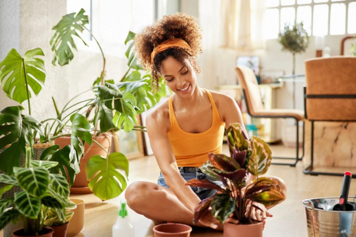 Vai decorar? Confira 3 plantas de sombra para apartamentos pequenos