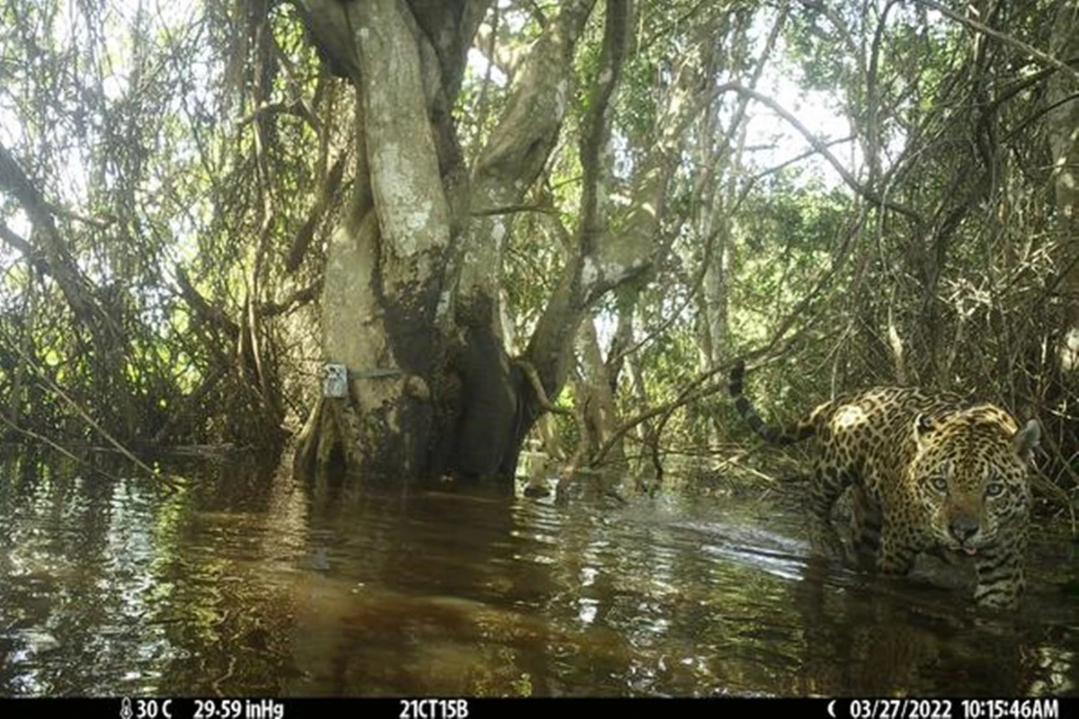 Pantanal: cientistas acham refúgio climático de onças após incêndios