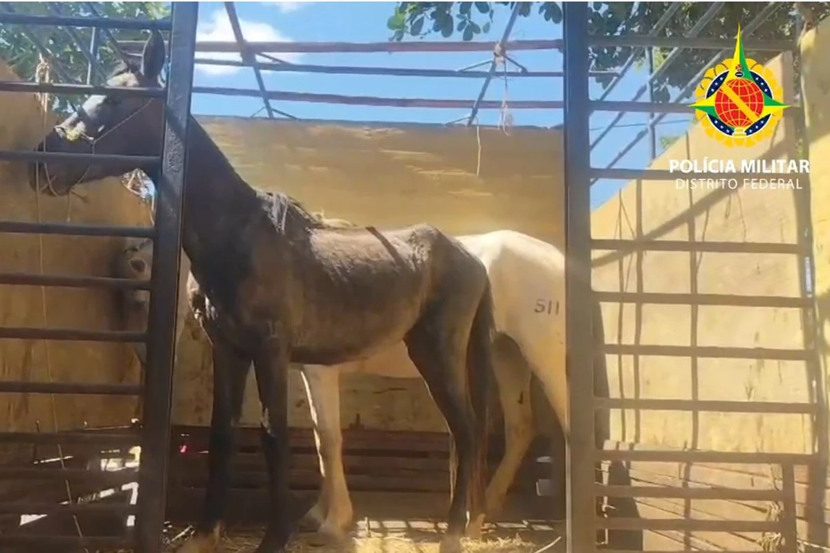 Polícia Militar resgata cavalos furtados em área rural do DF