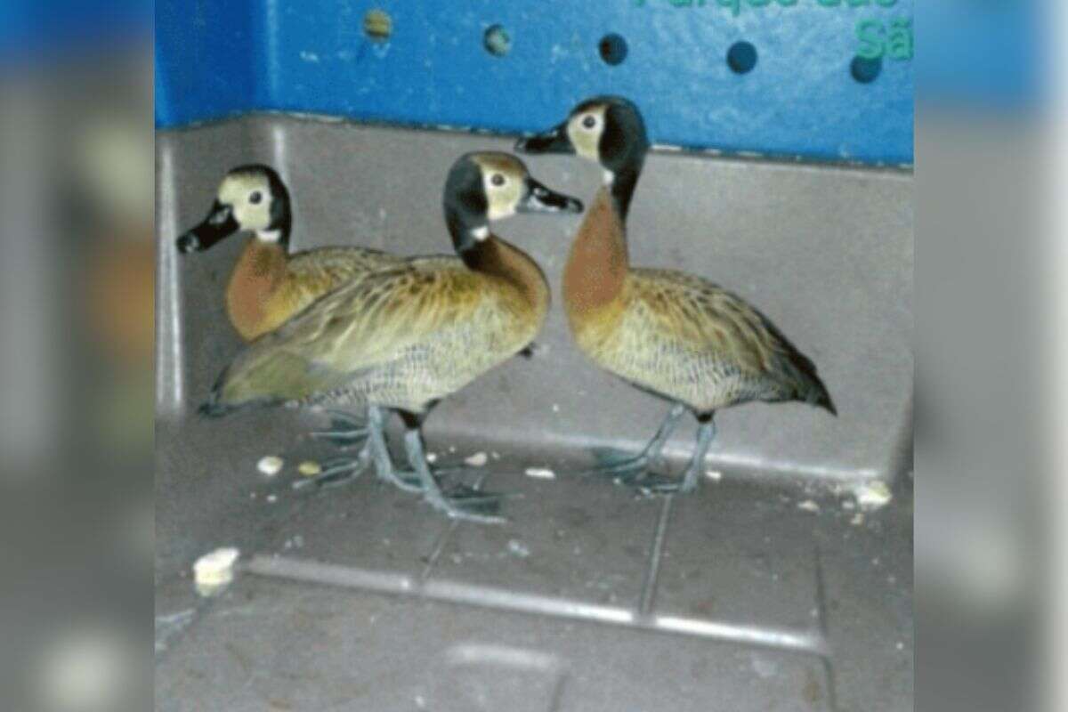 Lá vem o pato: 13 aves são resgatadas em estação de trem da Linha 9