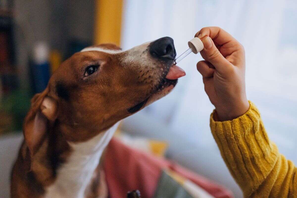 Uso da cannabis na medicina veterinária é aprovado pela Anvisa