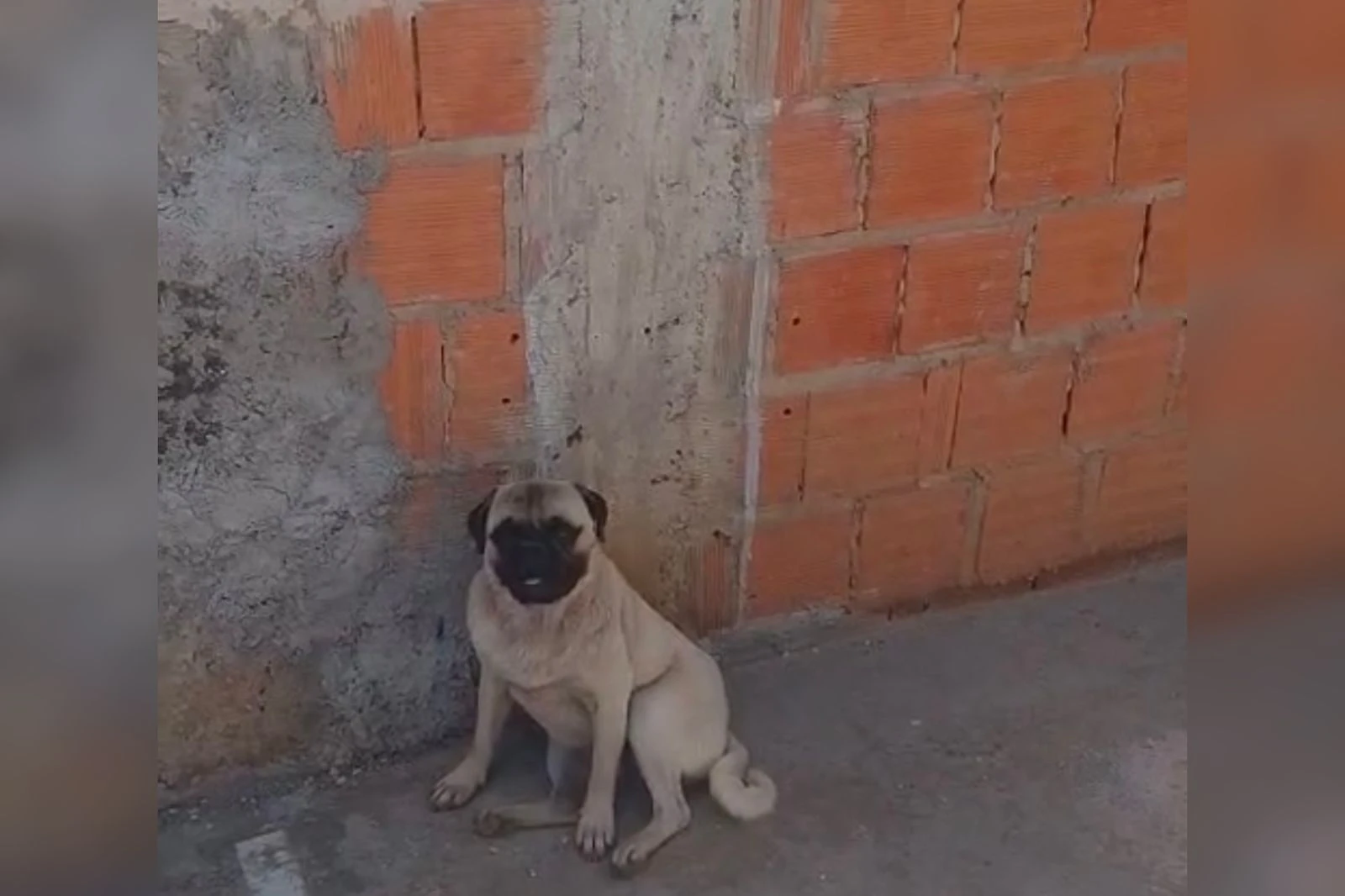 Eletricista busca dono de mestiço de pug encontrado na rua ferido