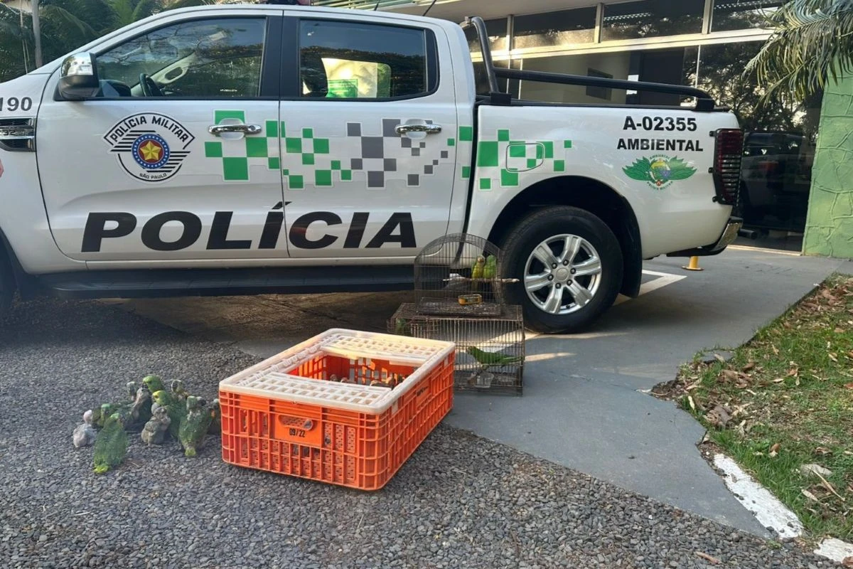 Pai e filho são autuados em R$ 182 mil por traficar papagaios em SP.