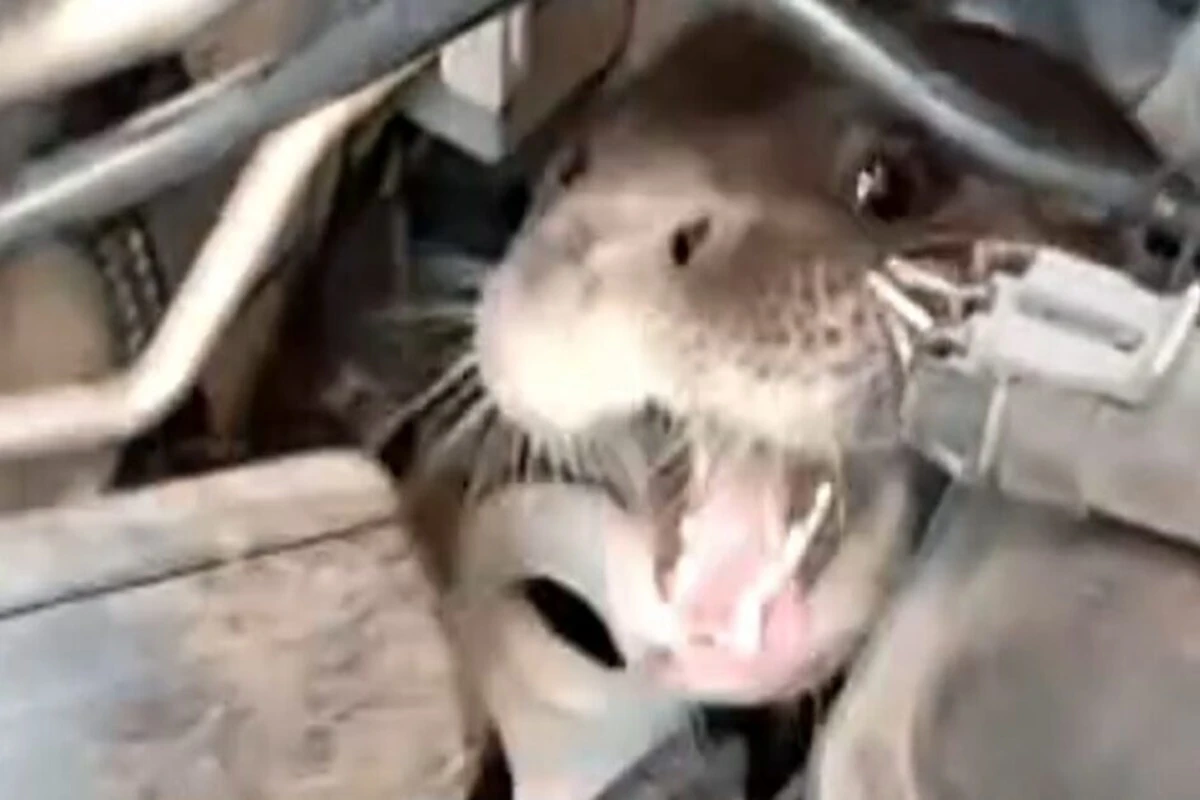 SC: lontra surge em local inusitado e resgate é acionado. Vídeo