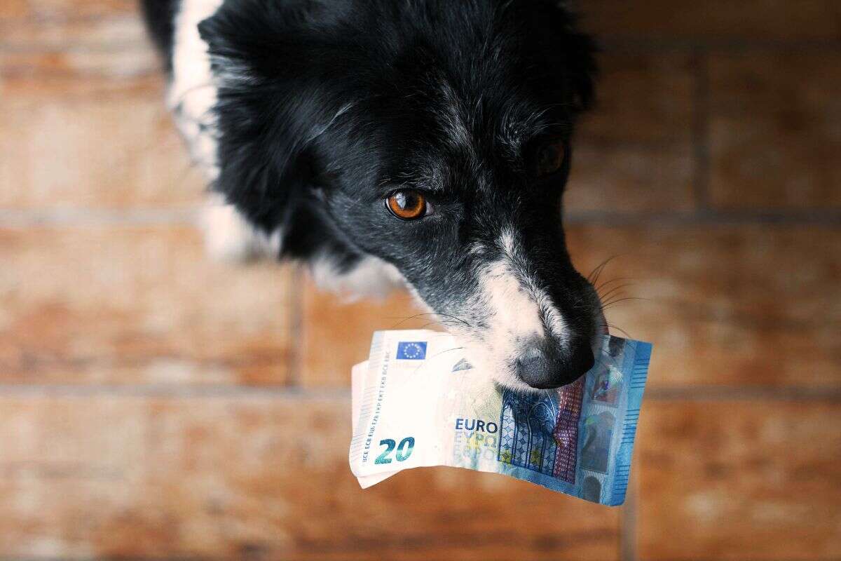 Mulher ganha na loteria, e namorado exige que cão também leve o prêmio