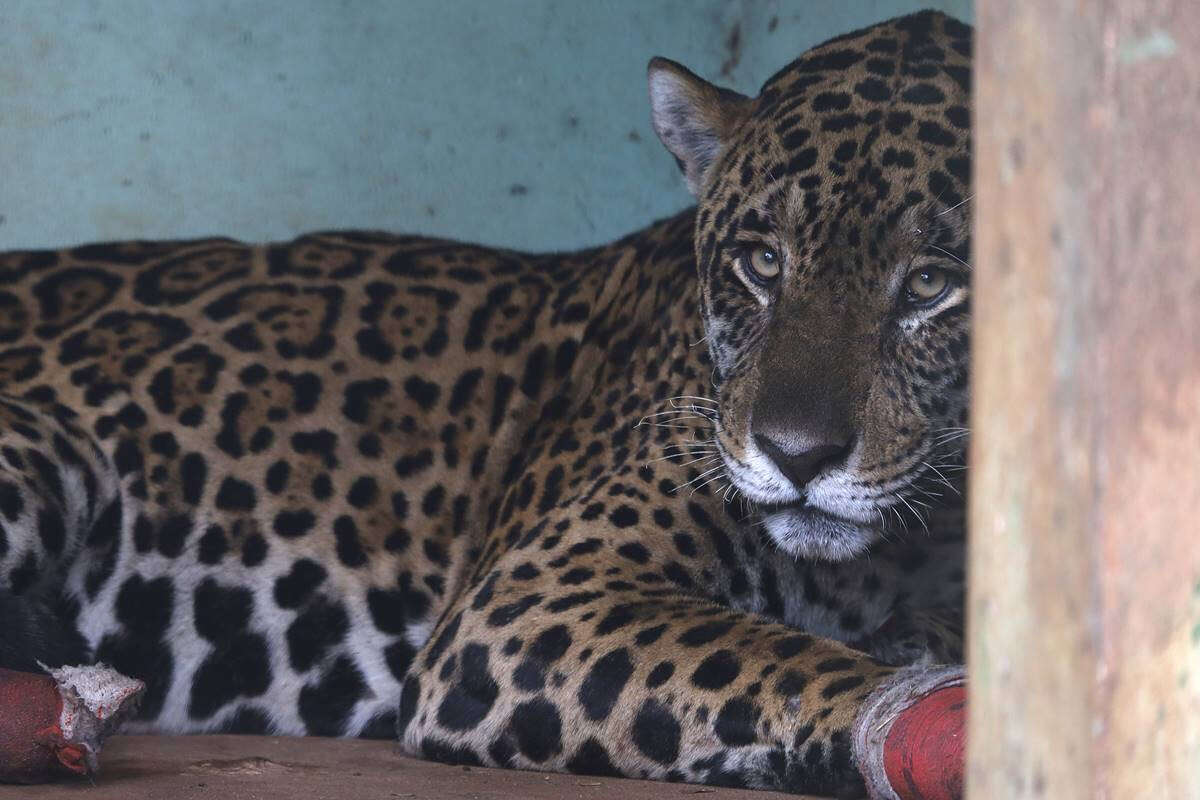 Antã: morre onça que teve queimaduras graves nos incêndios do Pantanal