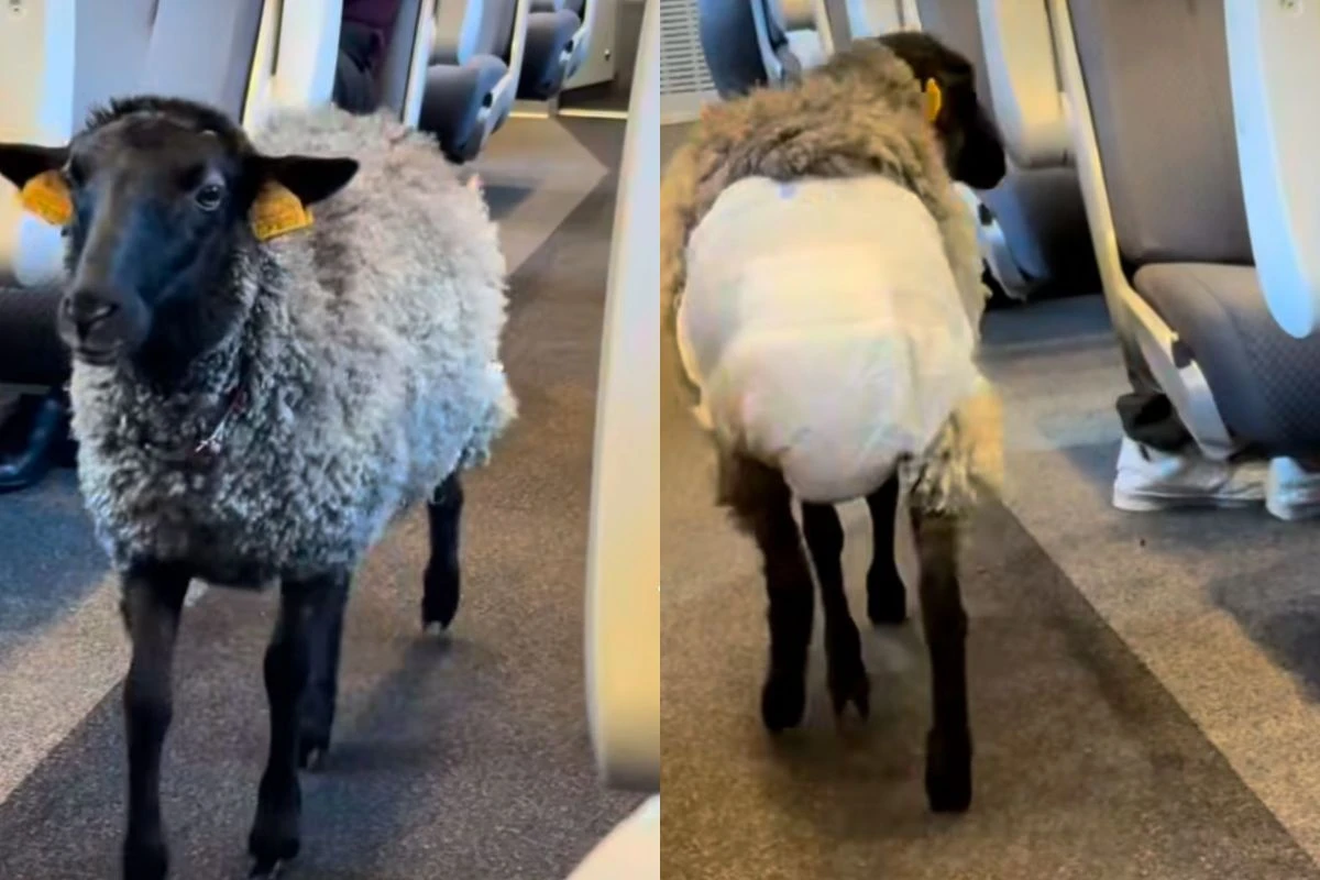 Homem flagra ovelha em situação inusitada dentro de trem. Veja imagens