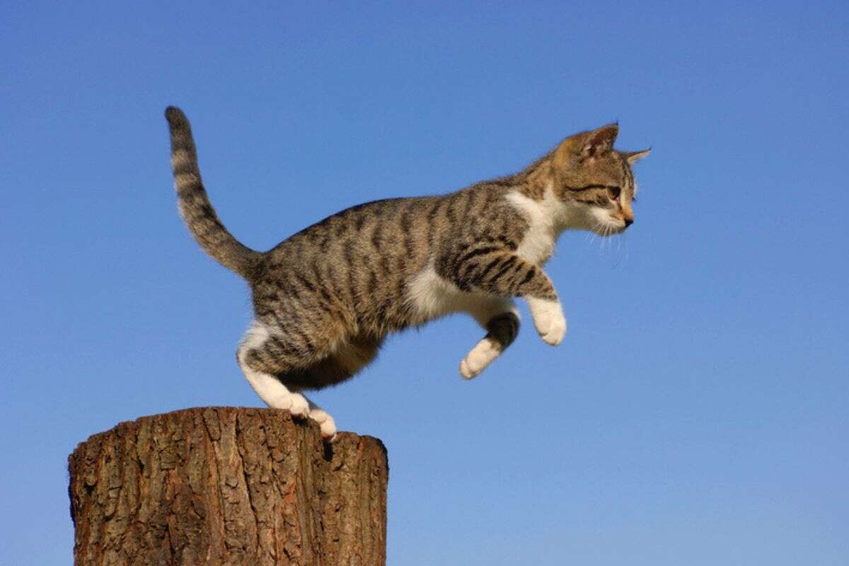 Saiba por que os gatos não se machucam quando pulam de lugares altos