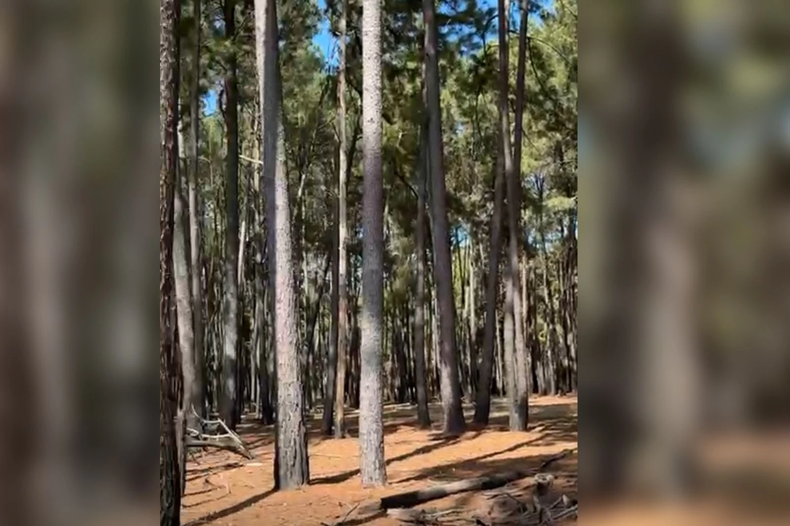 Mulher encontrada morta no Paranoá foi assassinada por ex-companheiro