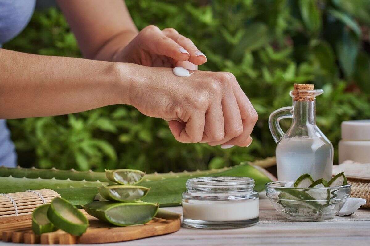 “Planta da beleza” hidrata e previne sinais do envelhecimento; confira