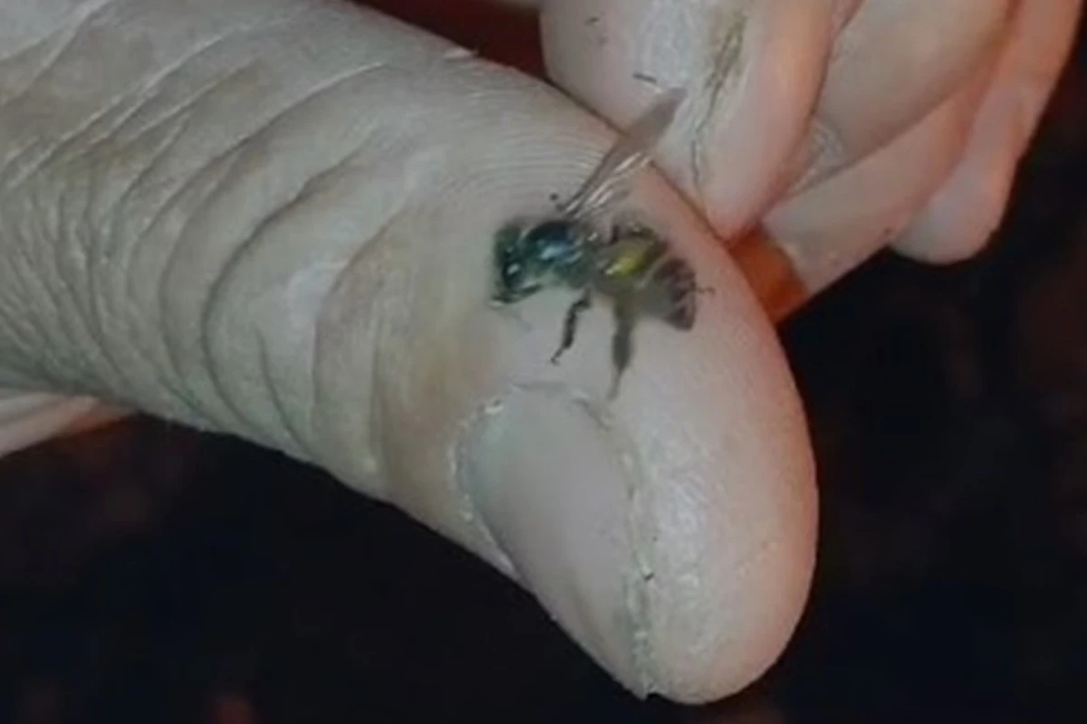 Abelhas atacam e ferroam três pessoas na região central de Brasília