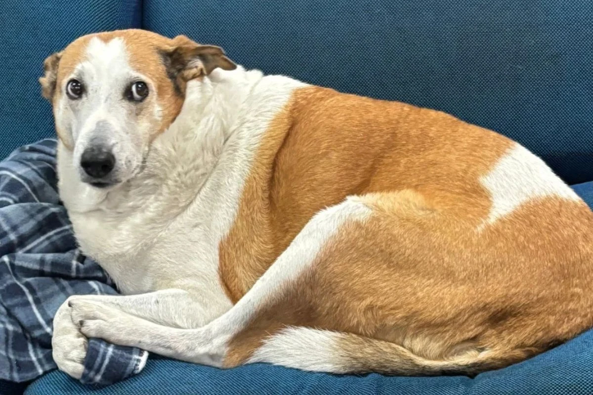 Silveira, cão “mascote” de universidade no RS, é adotado após 10 anos