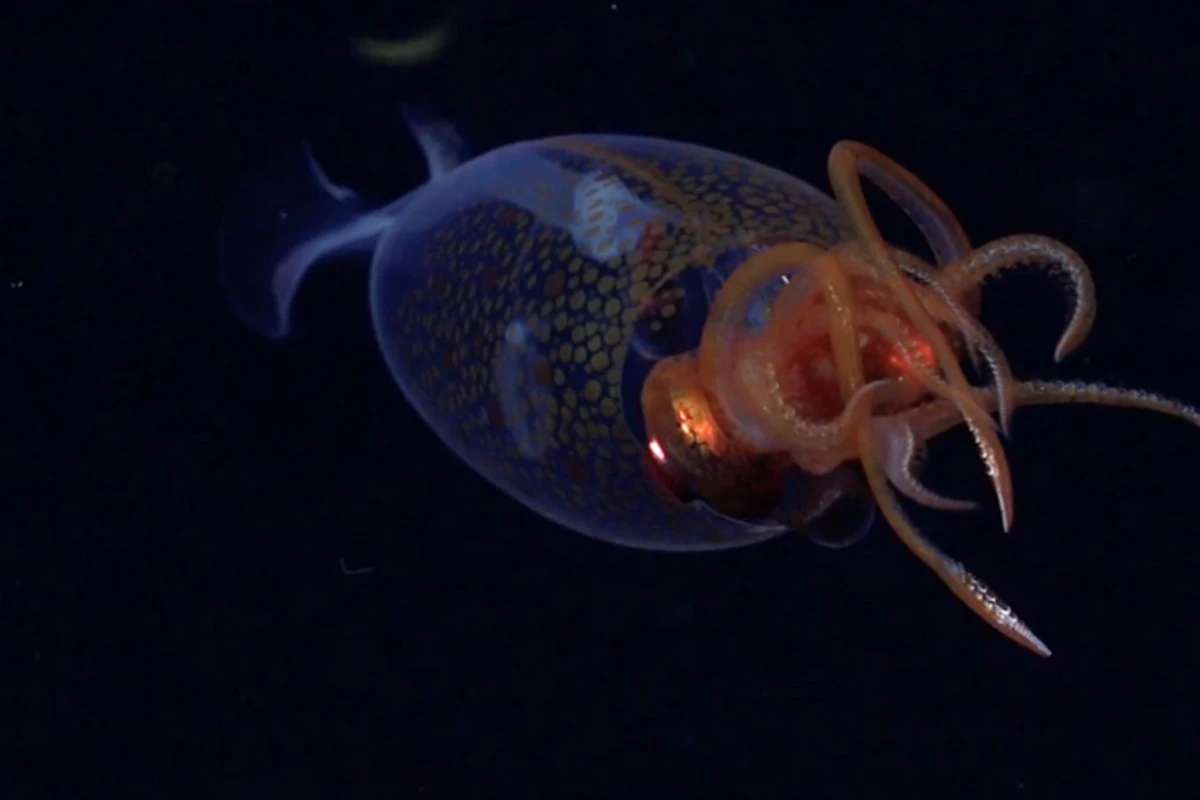 Invertebrado mais pesado do planeta é filmado pela 1° vez; vídeo