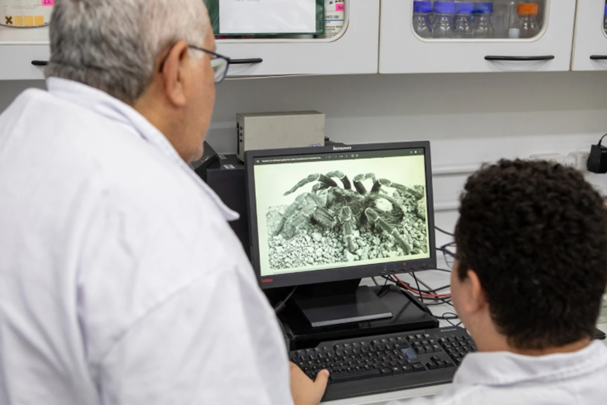 Sangue de aranha brasileira tem potencial contra fungos resistentes