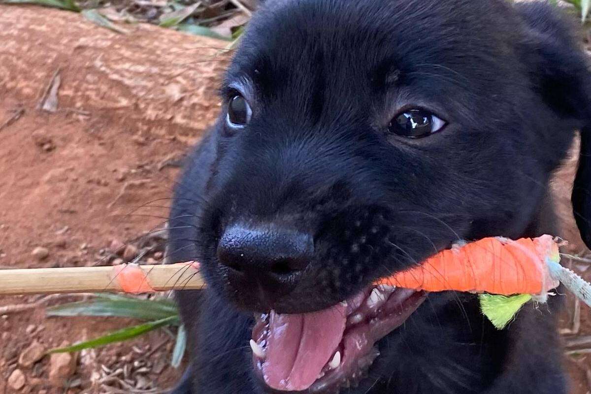 DF terá feira para adoção de cães vítimas de maus-tratos neste sábado