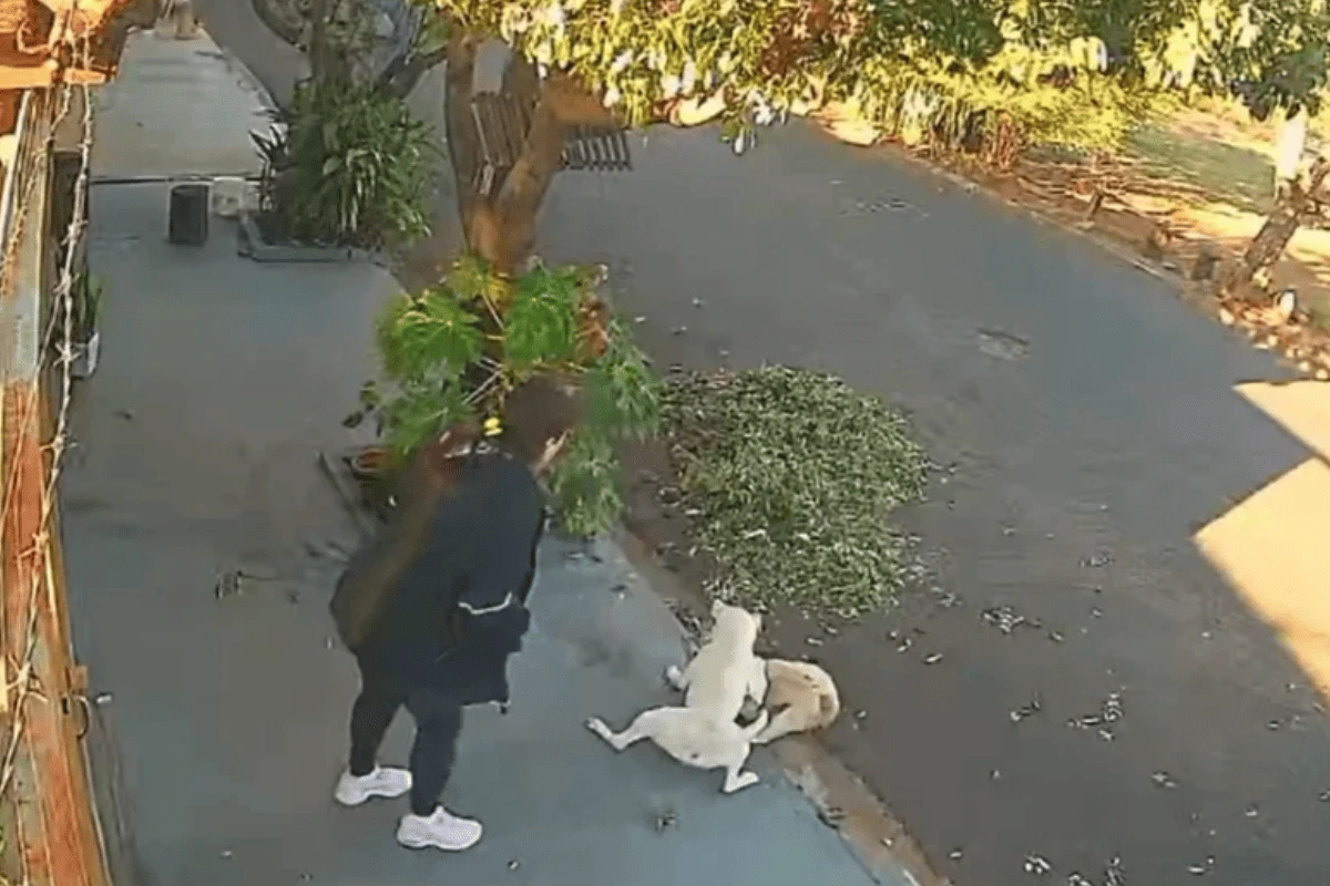 Vídeo: shih tzu é atacado por pit-bull no interior de São Paulo