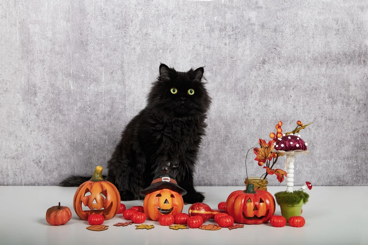Cidade toma medida drástica para proteger gatos pretos no Halloween