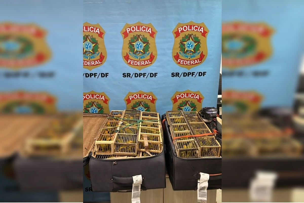 PF prende homem com 270 aves dentro de malas no Aeroporto de Brasília