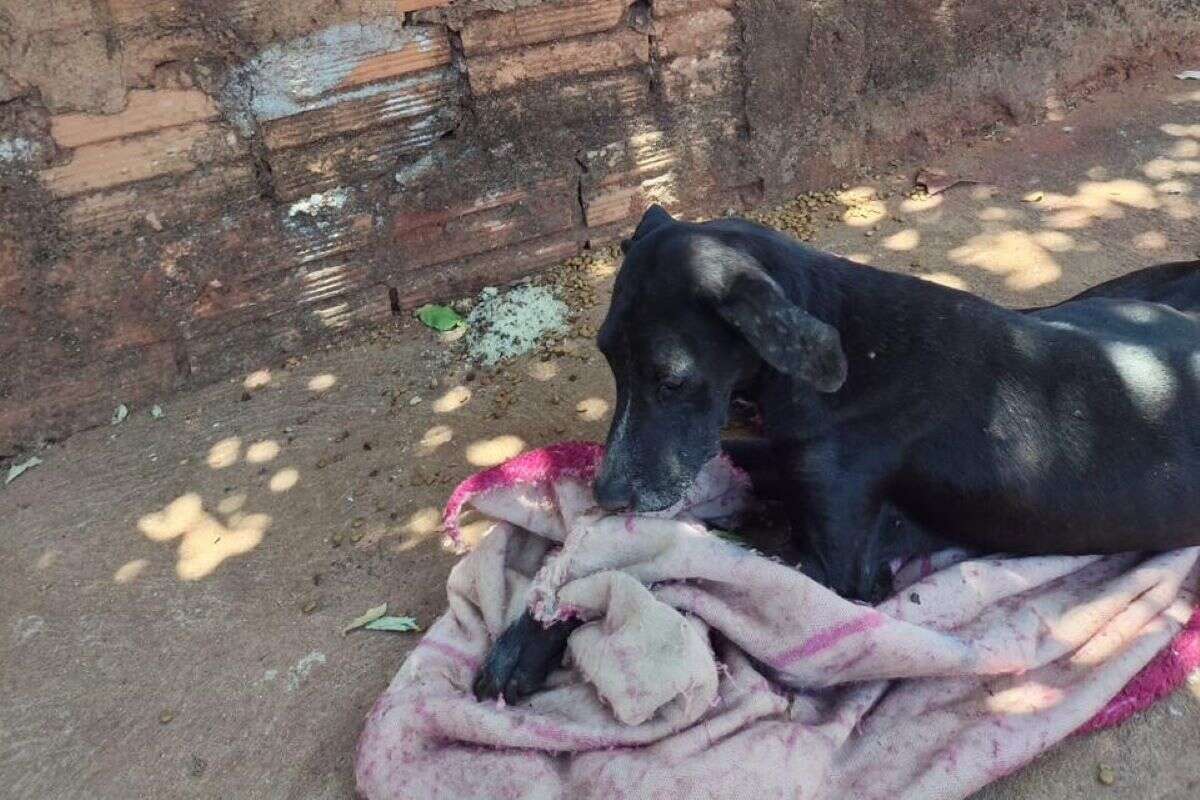 Tutor é autuado após cão ser abandonado sem alimento em calçada de SP