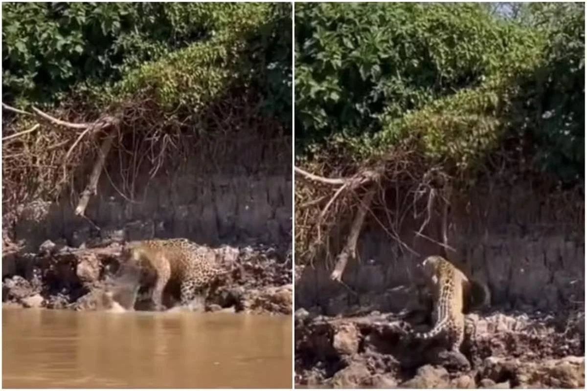 Vídeo. Em cena inusitada, onça-pintada ataca sucuri no Pantanal