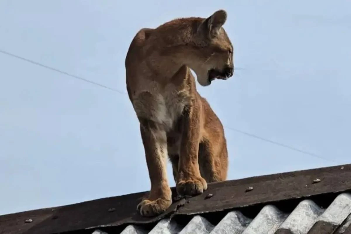 Morador se assusta com onça-parda em telhado de casa no Paraná