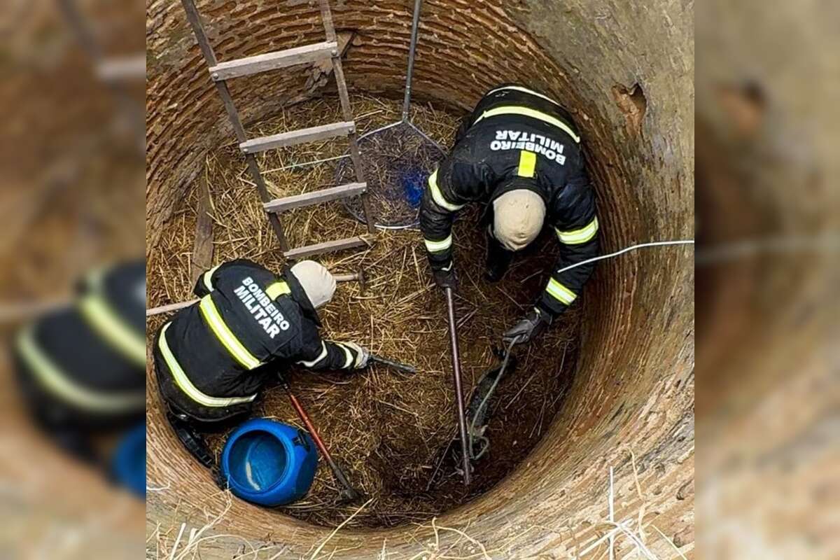 RN: bombeiros resgatam raposa que estava presa em poço. Saiba como