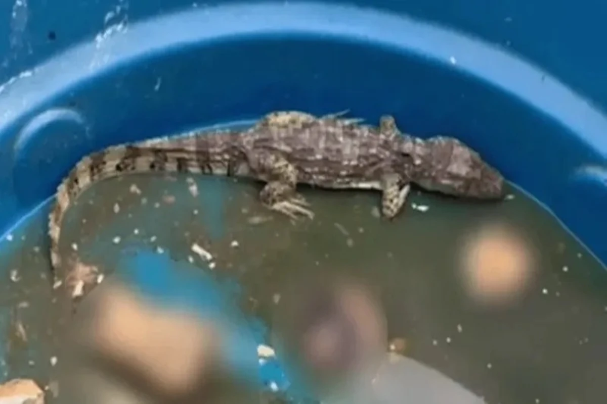 RJ: CV usa “jacaré do tráfico” para torturar rivais e sumir com corpos