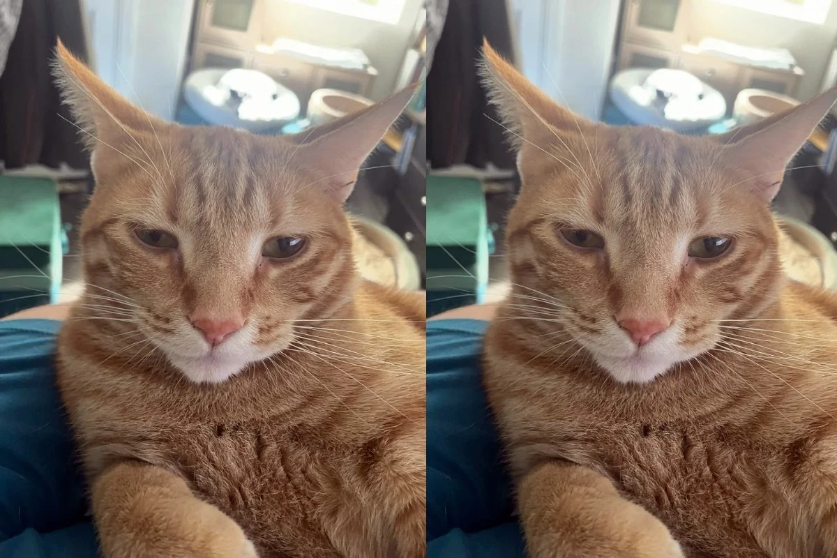 Homem que “não gosta de gatos” é desmentido pela esposa na web